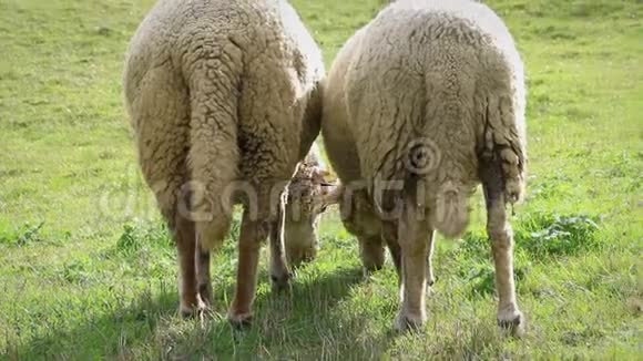两只成年绵羊吃草在草地上吃草后景视频的预览图
