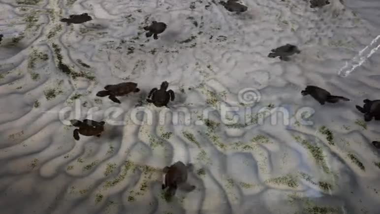 在盐水池里的幼龟视频的预览图