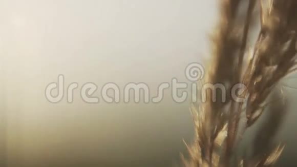 小麦在田间宏观视频的预览图