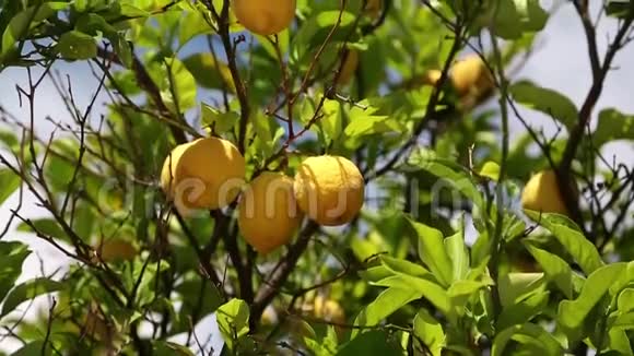 柠檬树视频的预览图