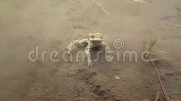 一只雄性蟾蜍的水下射击视频的预览图