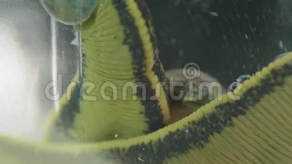 欧洲药用水蛭漂浮在岸边视频的预览图