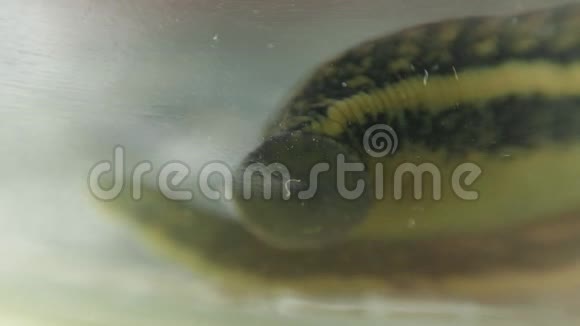 欧洲药用水蛭漂浮在岸边视频的预览图