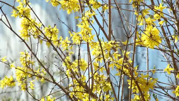 春暖花开开着鲜艳的黄花视频的预览图