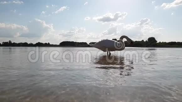 天鹅在湖上慢动作视频的预览图