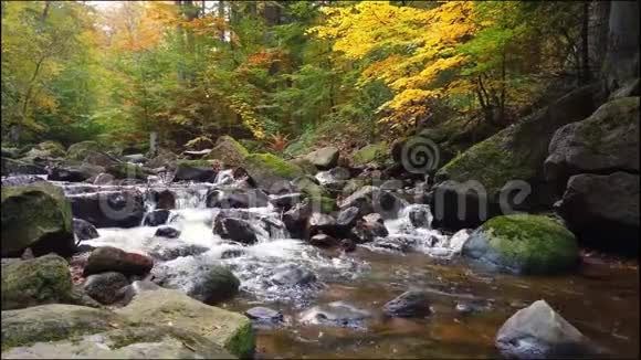 秋天的一条森林小径有五颜六色的叶子视频的预览图