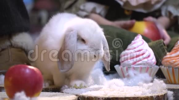 白色毛茸茸的兔子在蛋糕的装饰中视频的预览图