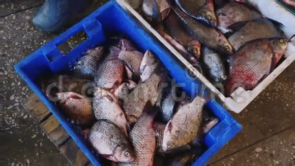 把活鱼放在盒子里鱼类加工厂的人工劳动视频的预览图