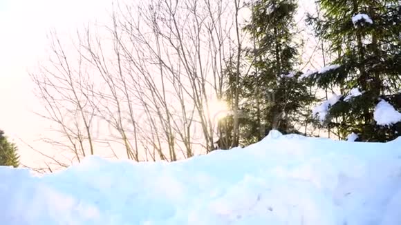 白雪皑皑的森林阳光照在树上视频的预览图
