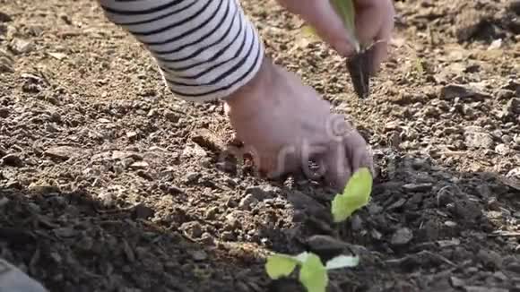 从男人手中拿着新鲜莴苣种植它的作物观视频的预览图