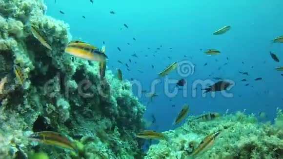水下场景小绿鱼靠近镜头游动视频的预览图