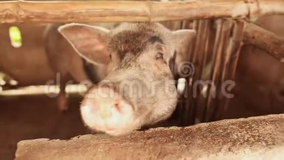 猪在栅栏里在菲律宾一个城市饲养家猪视频的预览图