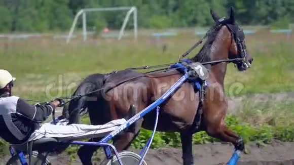俄罗斯乌利亚诺夫斯克2018年7月29日小跑赛马比赛比赛结束后一个马跑者和骑手慢慢地移动视频的预览图