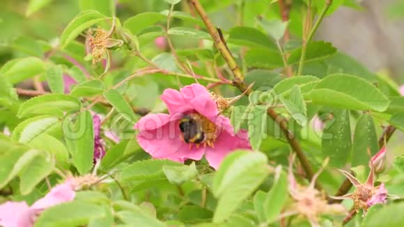 大黄蜂从野玫瑰的粉红色花朵中采集花蜜录像4k视频的预览图