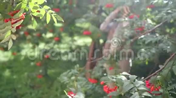 一个年轻快乐的女人在一个秋天公园的红色浆果山灰背景上的肖像视频的预览图
