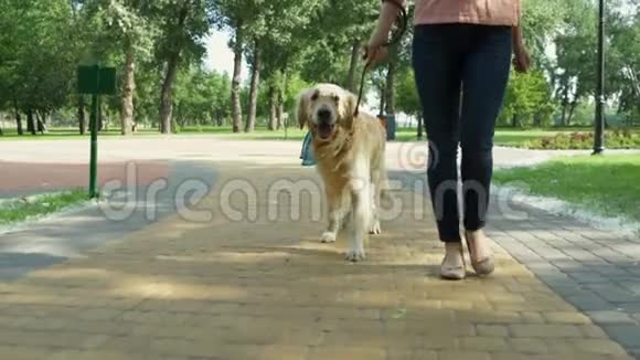 可爱运动的女人和她的狗在公园散步视频的预览图
