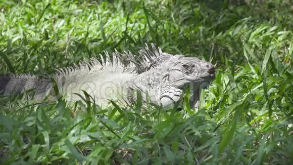 绿色草地上的绿色大鬣蜥视频的预览图