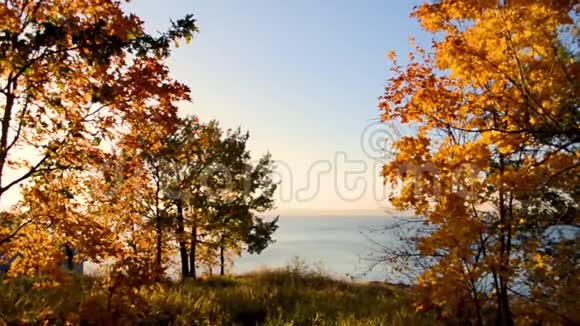 秋天的树在海面上夕阳的映衬下随风摇曳视频的预览图