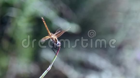 蜻蜓在风中坐在植物上视频的预览图