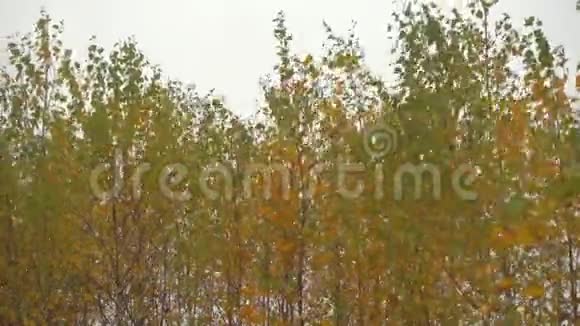 秋天的森林在阴天树在风中摇摆视频的预览图