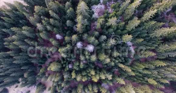 旅行旅行夏天和景观概念无人驾驶飞机拍摄的绿色森林树木的鸟瞰图视频的预览图