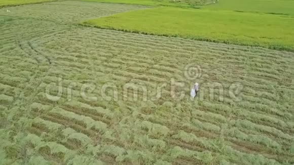 无人机摄像机在植物线和工作农民上旋转视频的预览图