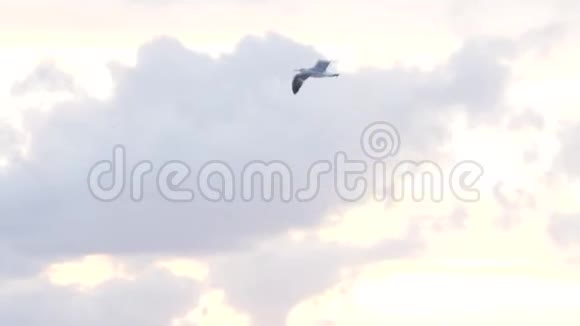 海鸥在海面上空飞翔库存海鸥在海面上盘旋视频的预览图
