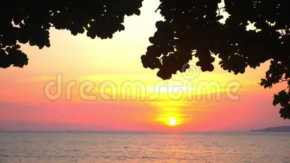 一棵大树的叶子剪影映衬着大海上灿烂的夕阳视频的预览图