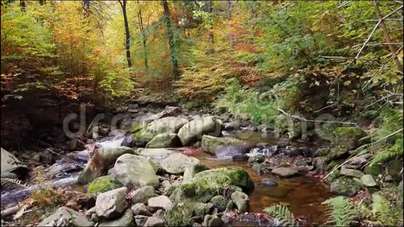 秋天的一条森林小径有五颜六色的叶子视频的预览图