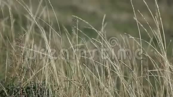 乌克兰的草原风中的干草岩视频的预览图