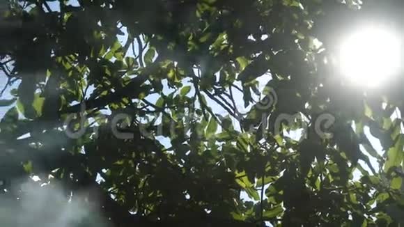 鸟儿在树上闪耀着烟雾视频的预览图
