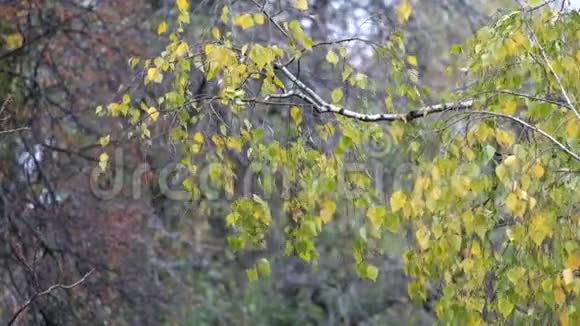 黄叶的桦树枝在风中簌簌作响视频的预览图