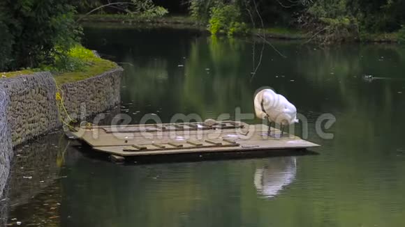 池塘里的白天鹅在清理羽毛视频的预览图