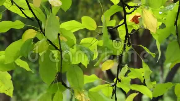 雨中梨树湿绿黄叶视频的预览图