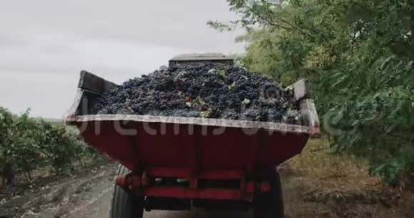 用卡车运送葡萄园里的葡萄视频的预览图
