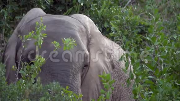 小象在树叶上吃草视频的预览图