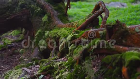 老掉下来的苔藓树树叶树根和鸟儿歌唱的神秘光芒视频的预览图
