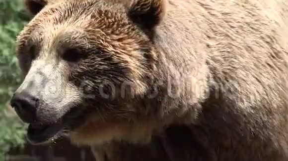 大野棕色熊视频的预览图