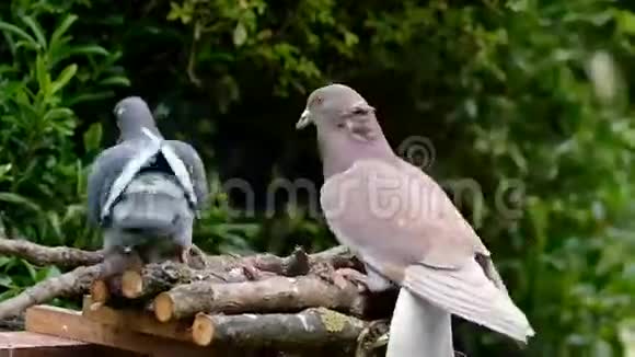 野鸽子打架视频的预览图