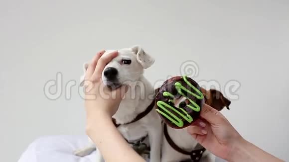 狗渴望吃甜甜圈视频的预览图