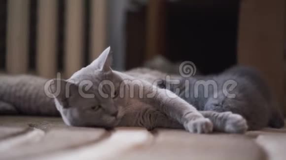 可爱的平静的苏格兰直猫喂四只猫的肖像4K视频的预览图
