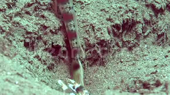 在祖鲁海洞附近的沙滩上虎头蛇尾的牛翅虾在空中盘旋视频的预览图
