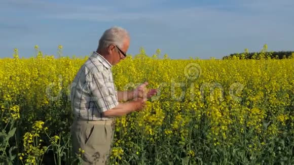 老农在田间检查农作物的品质和熟化情况视频的预览图