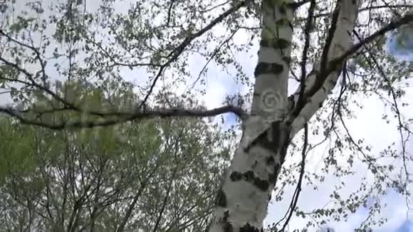 春天的桦树摄像机从下向上移动的全景视频的预览图