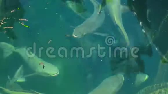 海鱼漂浮在农场的水中养殖和养殖在开阔的海水空间养鱼视频的预览图