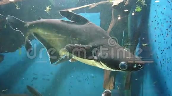 水族馆里的小鲨鱼视频的预览图