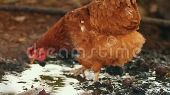 在泥里搜寻免费范围鸡视频的预览图