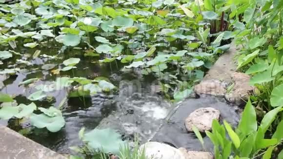 花园瀑布水资源连接两个池塘视频的预览图