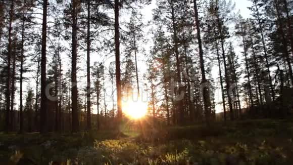 傍晚的森林视频的预览图