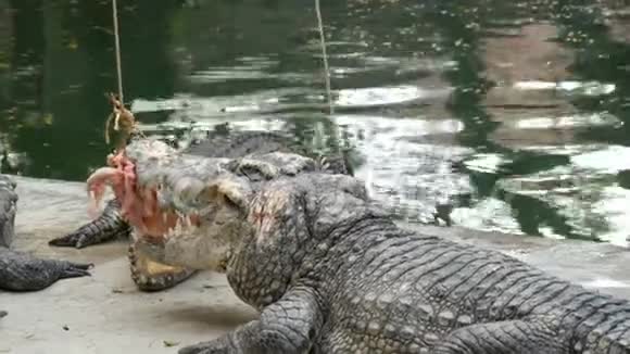 鳄鱼在折磨它的猎物鳄鱼正在用绳子吃肉圈养捕食者视频的预览图